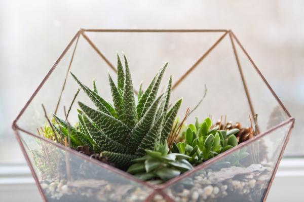 Die besten Pflanzen für ein Terrarium