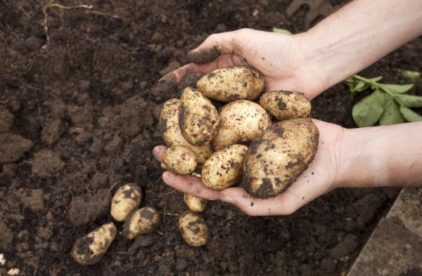 Herkunft und Geschichte der Kartoffel oder Kartoffel