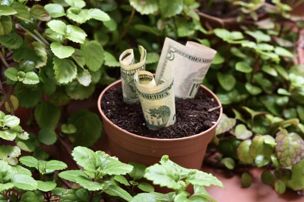 Pflanzen um Geld anzuziehen