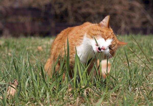 Warum Katzen Gras essen