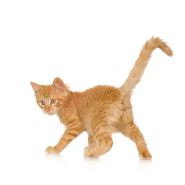 Warum Katzen ihre Schwänze bewegen