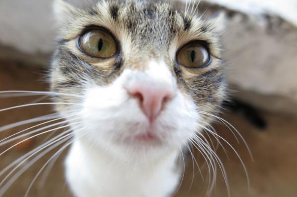 Warum Katzen Schnurrbärte haben