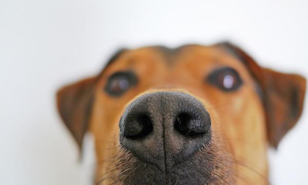 Warum Hunde im Schritt riechen - entdecken Sie die Gründe!