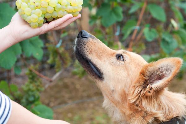 Warum Hunde keine Trauben essen können