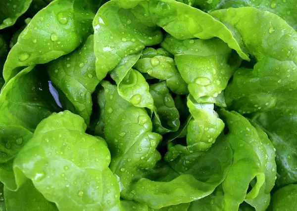 Eigenschaften von Salat und Arten
