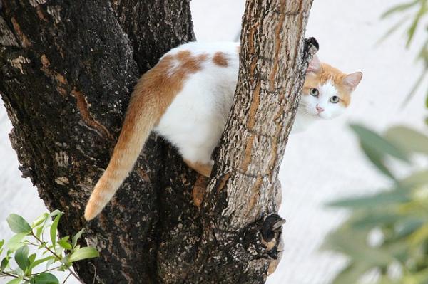 Was tun, wenn meine Katze auf einen Baum klettert?