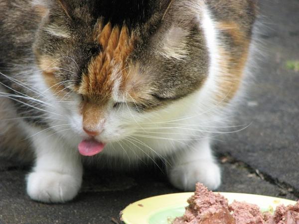 Was eine Katze nicht essen kann