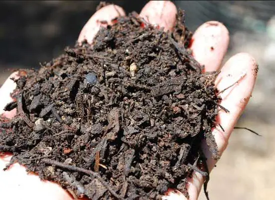Was kann kompostiert werden?