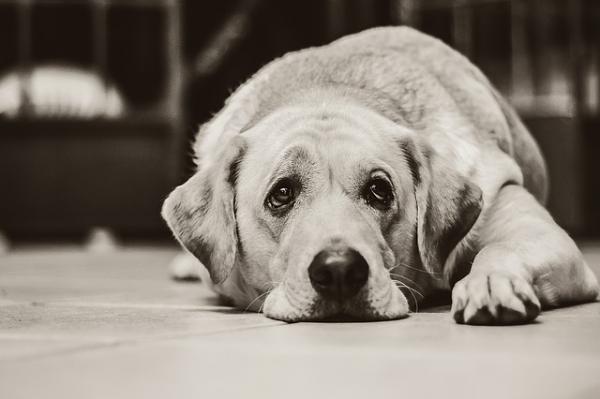 Symptome von Blasenentzündung bei Hunden
