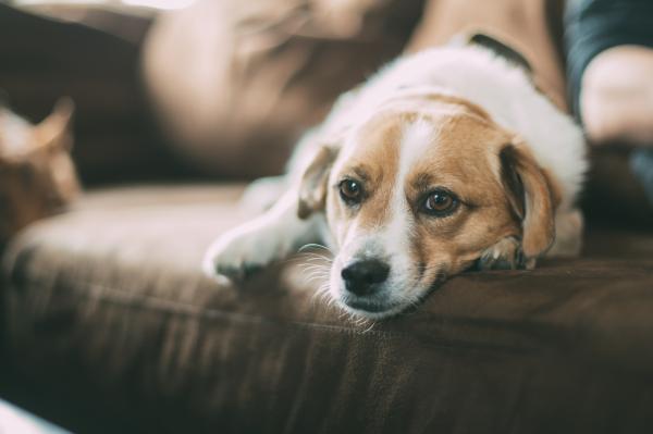 Symptome der Addison-Krankheit bei Hunden