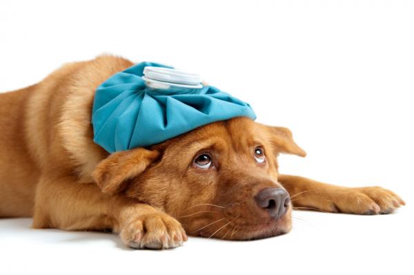 Symptome von Gastritis bei Hunden