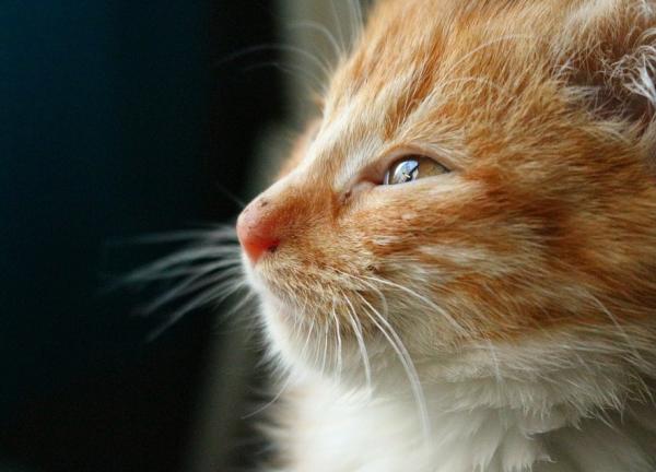 Symptome von Leishmaniose bei Katzen