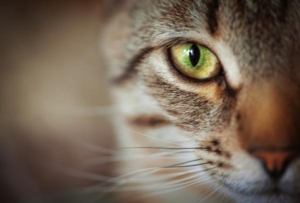 Symptome von Glaukom bei Katzen