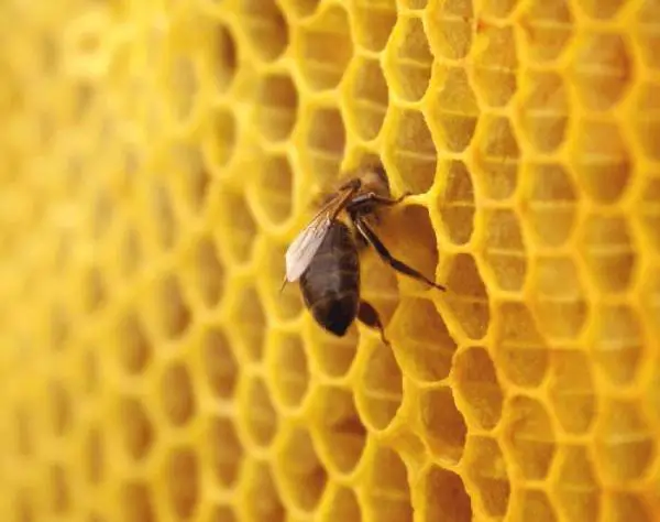 Hautbehandlungen mit Bienenwachs