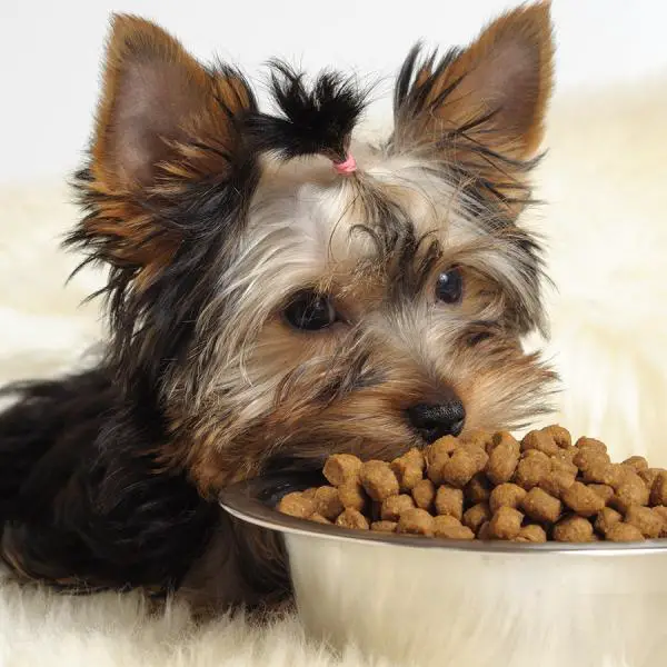 Warum Hunde keine Schokolade essen können | einWie.com