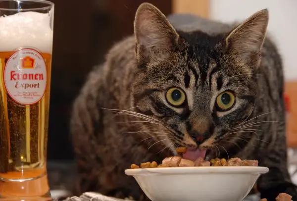 7 Lebensmittel, die nicht an Katzen verabreicht werden sollten