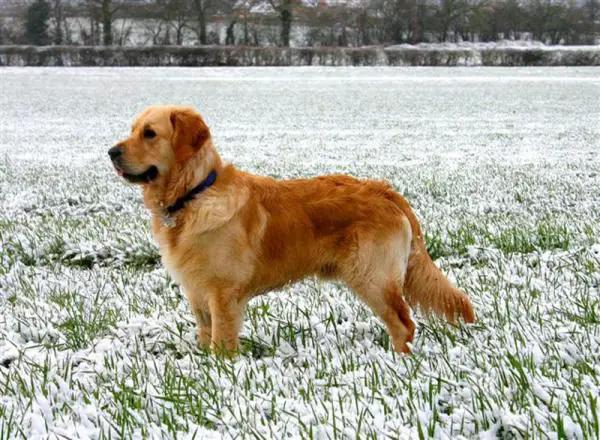 Wie man einen Golden Retriever ausbildet