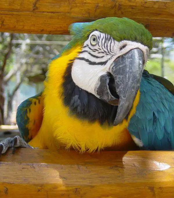 Wie man einen Macaw füttert