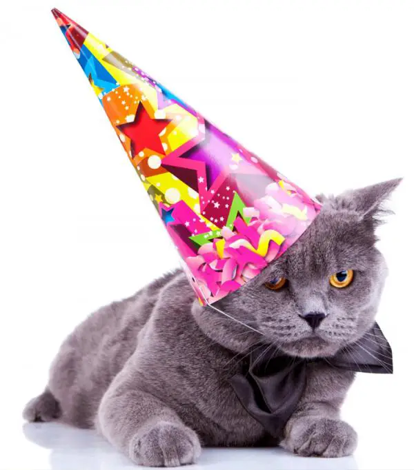 Wie man den Geburtstag meiner Katze feiert