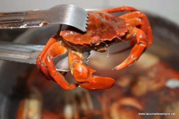 Wie man Krabben kocht