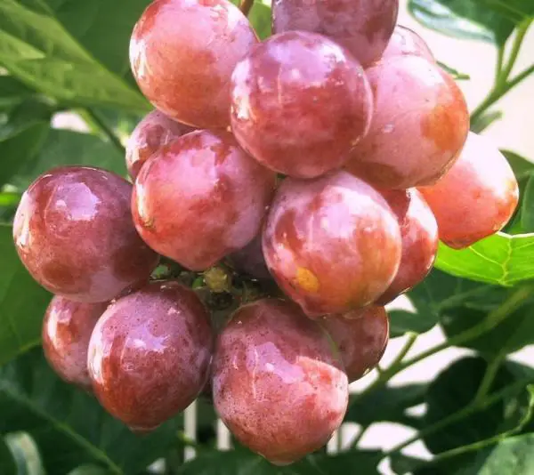 Wie bekommt man die 12 Trauben am Ende des Jahres zu essen?
