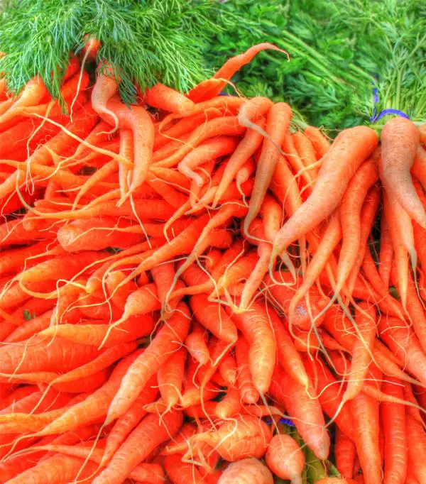 Wie man frische Karotten hält
