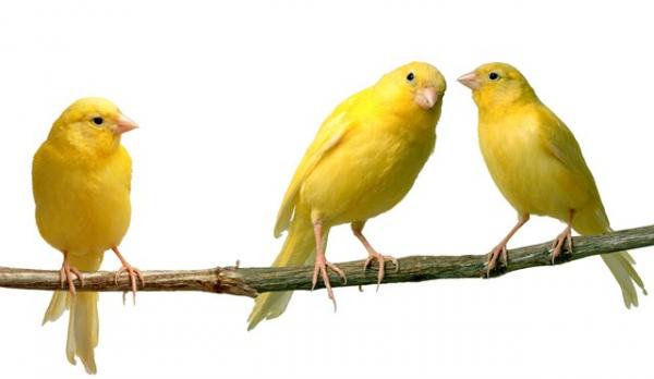 Wie man Kanarienvögel züchtet