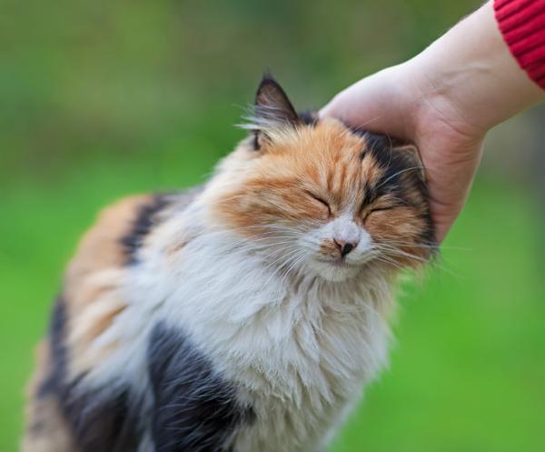 Wie man sich um eine streunende Katze kümmert