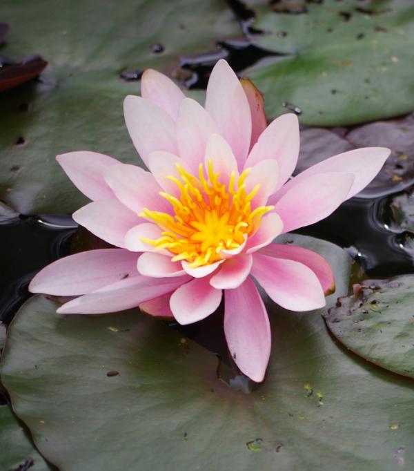 Wie man sich um die Lotusblume kümmert