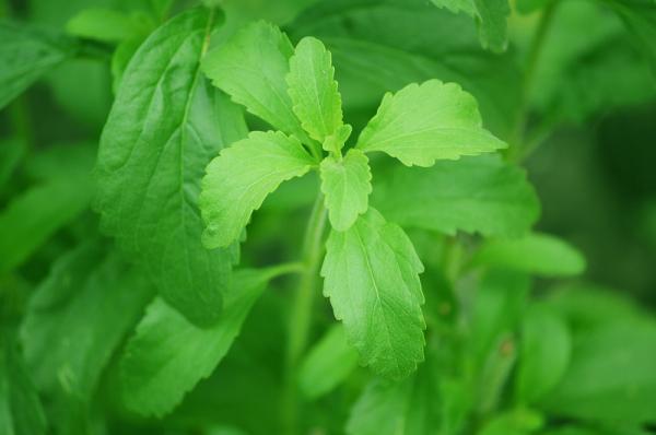 Wie man auf Stevia aufpasst