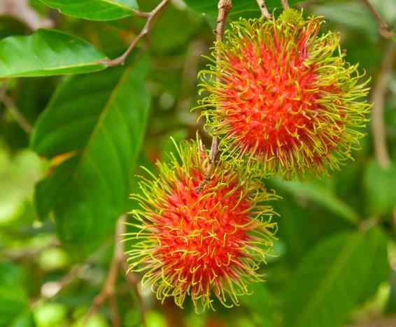 Wie man sich um einen Rambutan kümmert