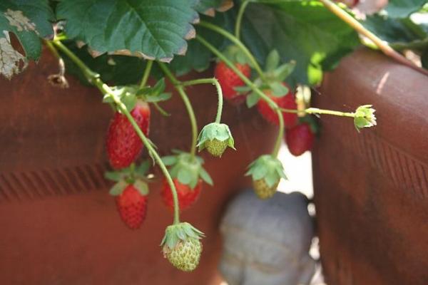 Wie man Erdbeeren in Töpfen anbaut
