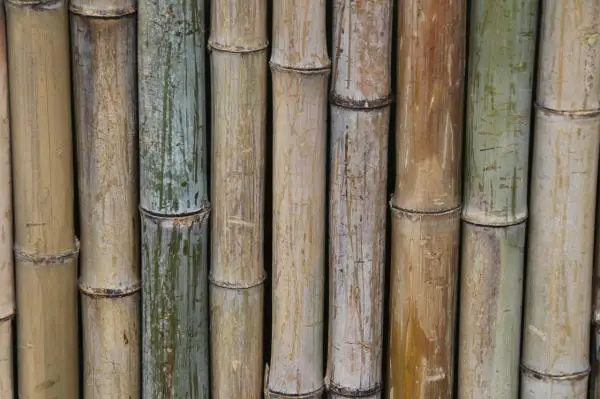 Wie mit Bambus dekorieren