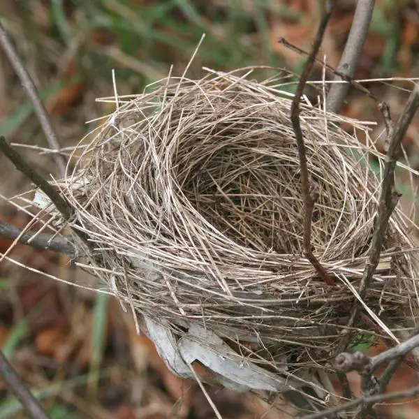 Wie erkennt man das Syndrom des leeren Nests?