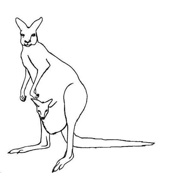 Wie zeichne ein Känguru