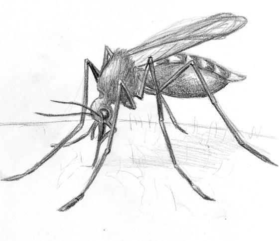 Wie man eine Mücke zeichnet