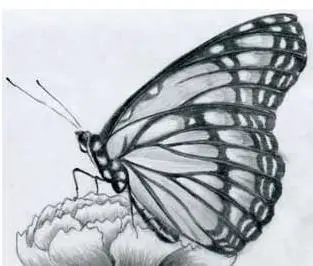 Wie man einen Schmetterling zeichnet