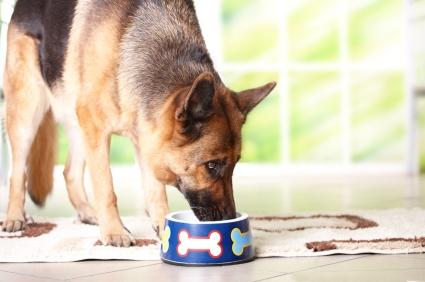 Wie man das Futter für einen Hund mit Dysplasie wählt