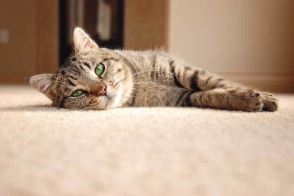 Wie man den Geruch von Katzenurin auf dem Teppich beseitigt