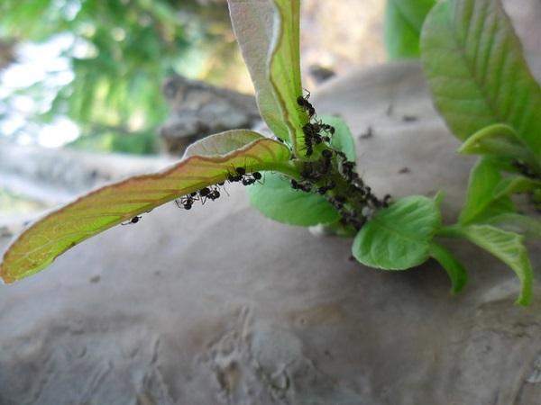 Wie man Ameisen mit Essig entfernt