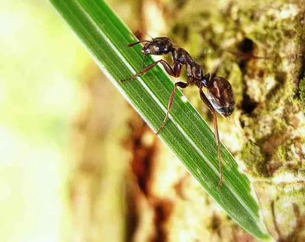 Wie man Ameisen von den Pflanzen beseitigt
