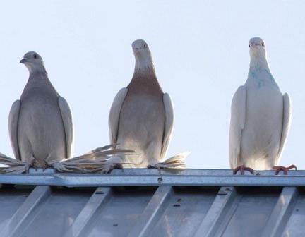 Wie man die Tauben definitiv vom Dach erschrecken kann