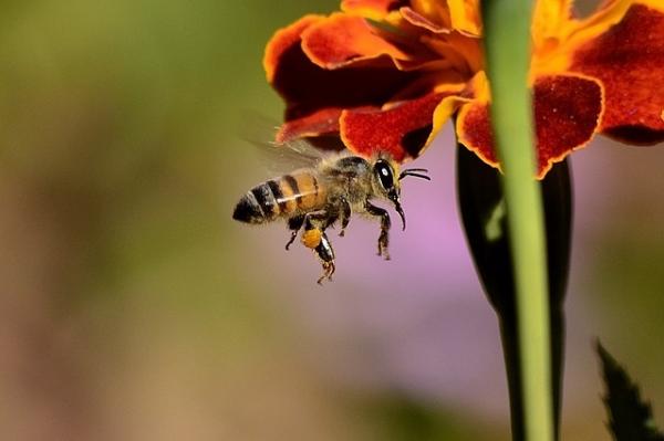 Wie man Bienen- und Wespenstiche vermeidet