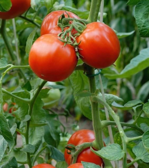 Wie man Schädlinge in den Tomatenpflanzen vermeidet