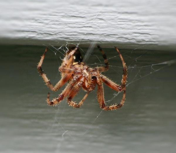 Wie man Spinnen davon abhält, mein Haus zu betreten