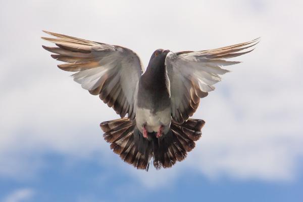 Wie man Tauben vom Nisten verhindert
