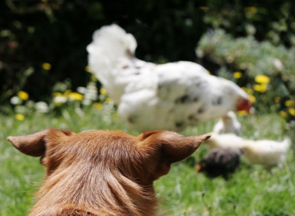 Wie kann ich verhindern, dass mein Hund Hühner angreift?