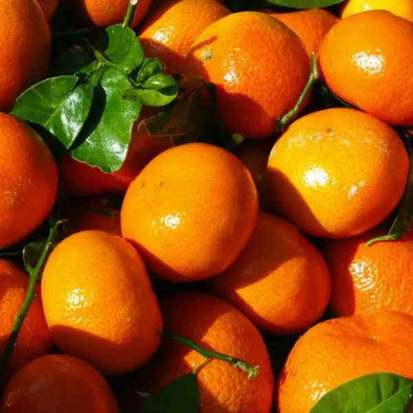 Wie man kandierte Mandarinenrinden herstellt