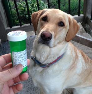 Wie man meinen Hund eine Pille schlucken lässt