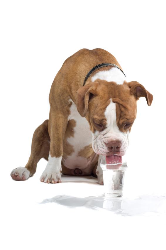 Wie man einen Hund Wasser trinken lässt